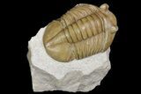 Asaphus Ornatus Trilobite - Russia #165441-1